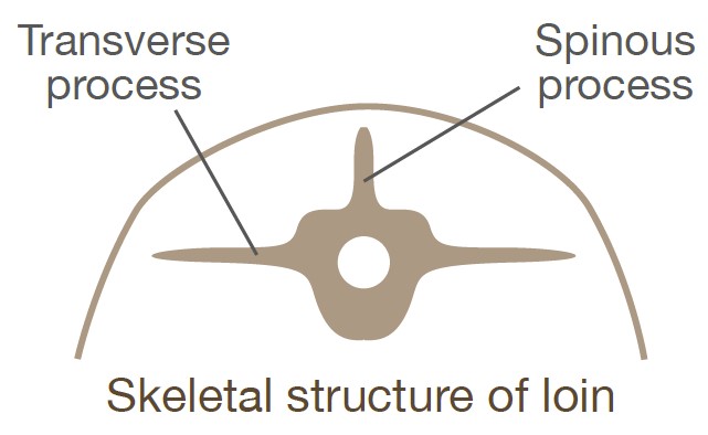 Illustration of the skeletal structure of the loin. 